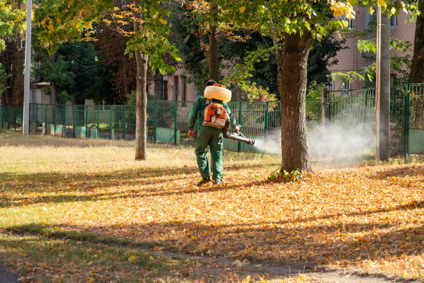Best Flea Control Services  in Creston, IA